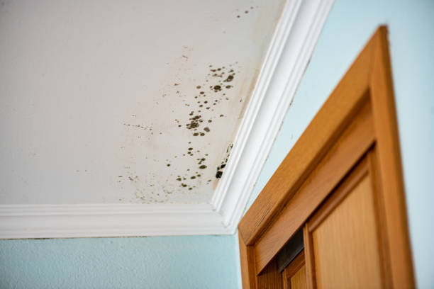 Best Attic Mold Remediation in Garrettsville, OH