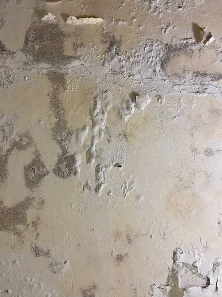 Best Black Mold Remediation in Garrettsville, OH